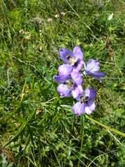 Delphinium crispulum