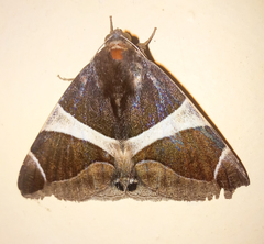 Bastilla crameri