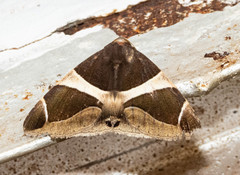 Bastilla crameri