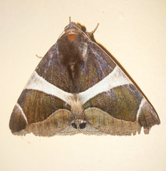 Bastilla crameri