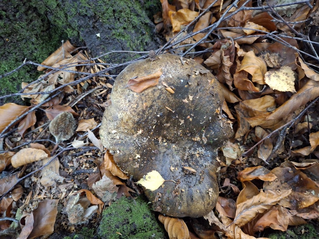 Lactarius turpis · April 2025 · photo: © stinkbarr (iNaturalist, cc-by)