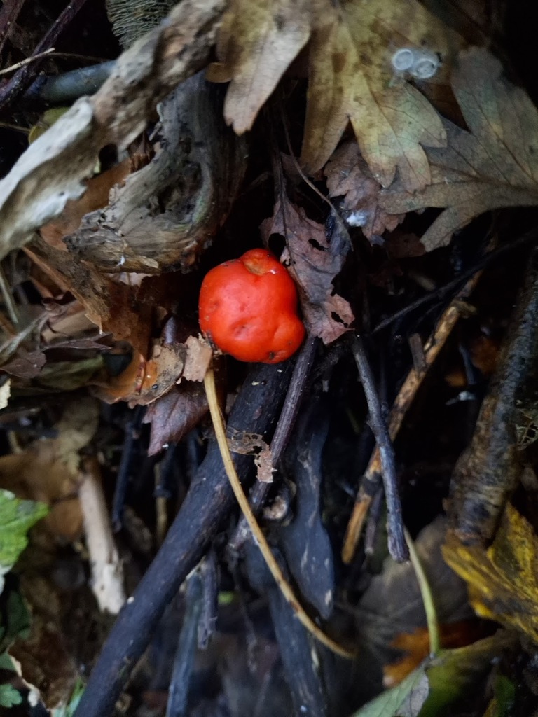 Leratiomyces erythrocephalus · April 2025 · photo: © stinkbarr (iNaturalist, cc-by)