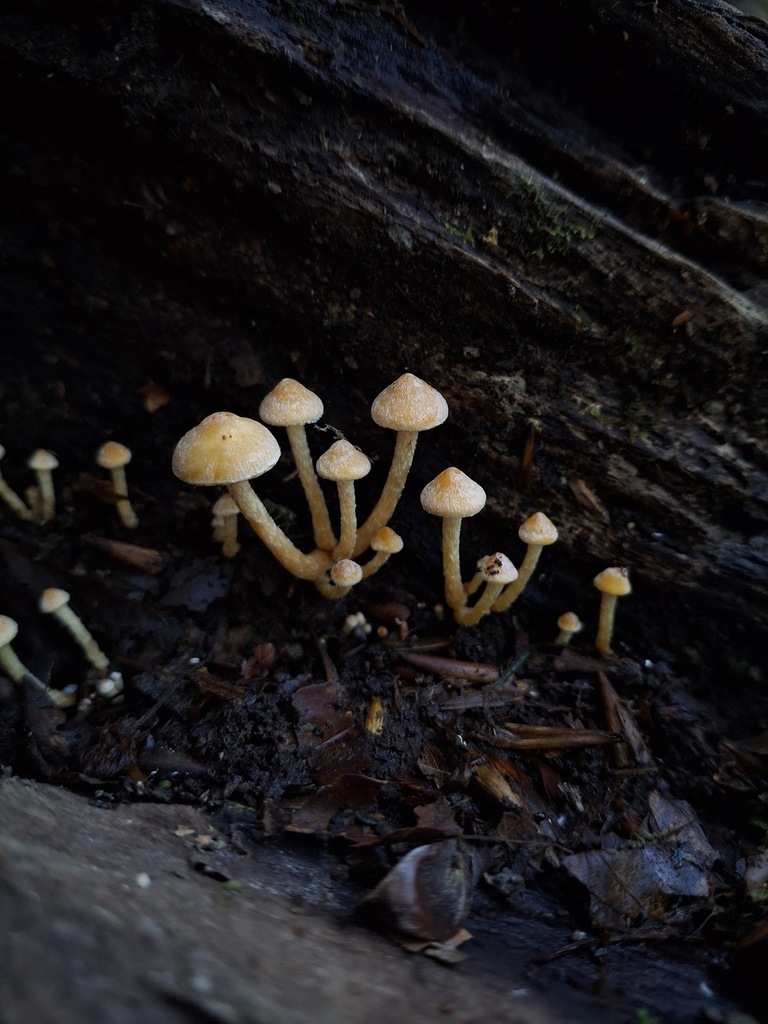 Hypholoma acutum · April 2025 · photo: © stinkbarr (iNaturalist, cc-by)