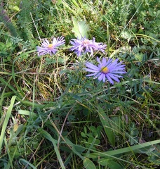 Aster amellus bessarabicus