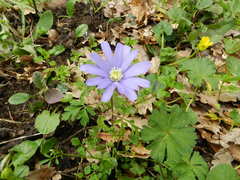 Anemonoides apennina