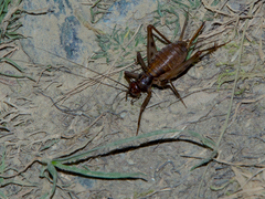 Petaloptila andreinii