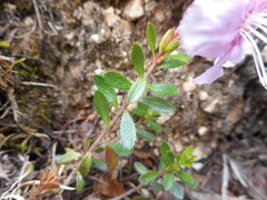 Rhodothamnus chamaecistus