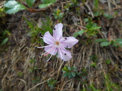 Rhodothamnus chamaecistus