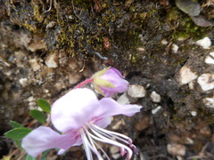 Rhodothamnus chamaecistus