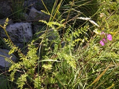 Tanacetum leptophyllum