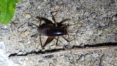 Diestrammena unicolor