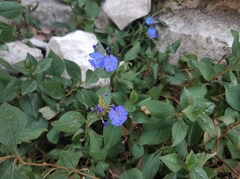 Ceratostigma plumbaginoides