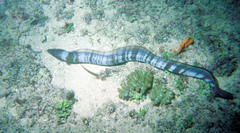 Conger cinereus