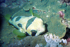 Diodon liturosus