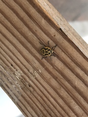 Strachiini