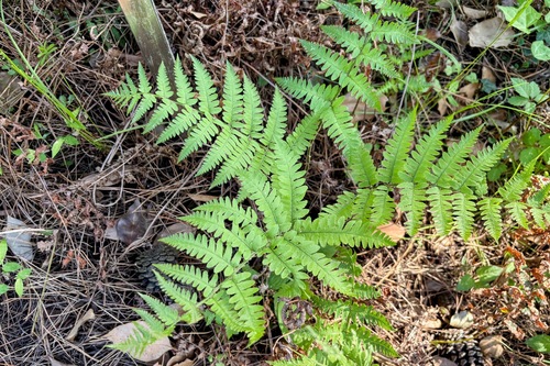 Dryopteris monticola iNat (1)