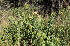Leucospermum innovans