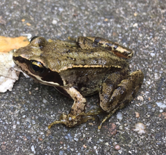 Rana temporaria