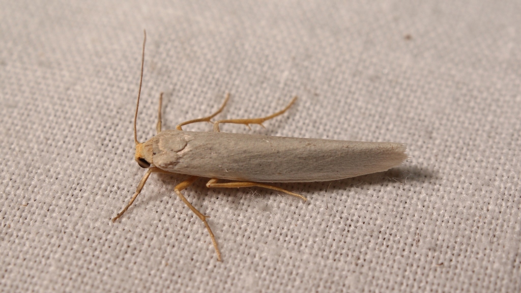 Eilema uniola