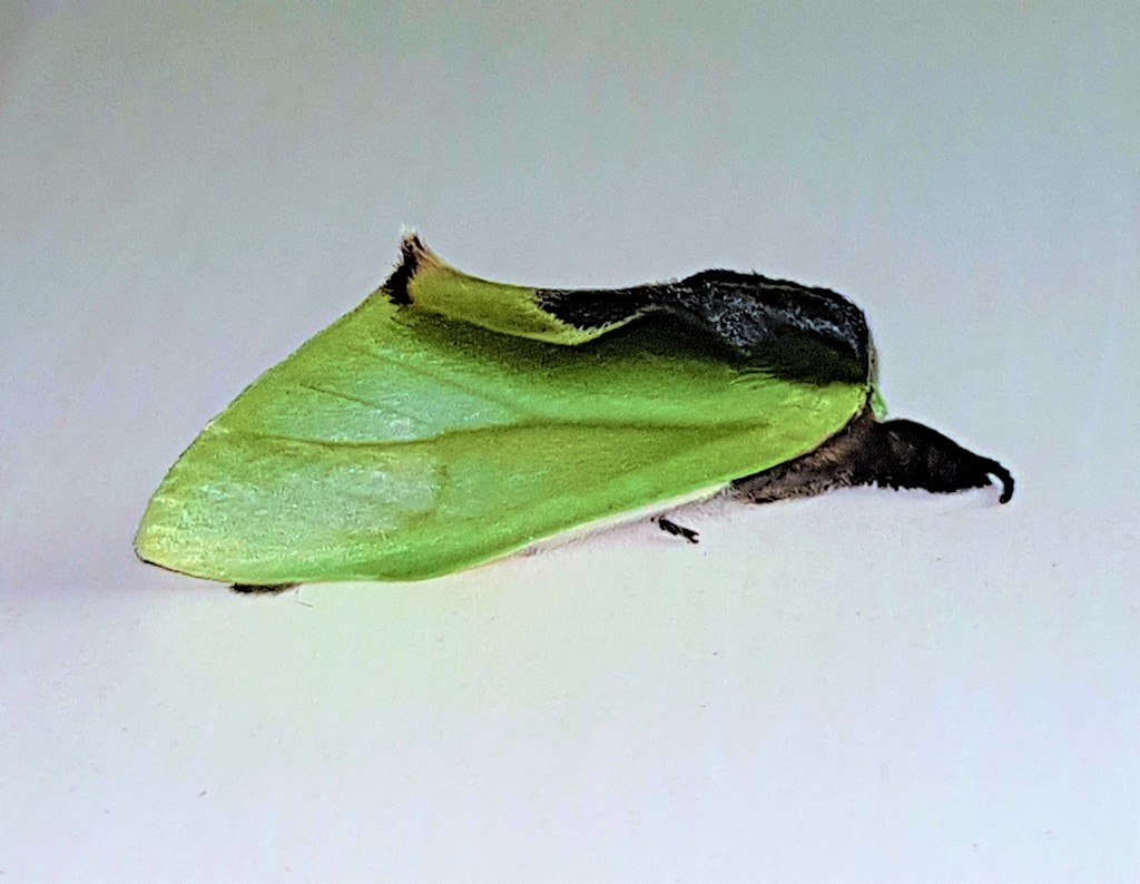 Mosera thalassina