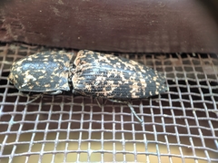 Cryptalaus sordidus