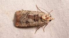 Epilecta linogrisea