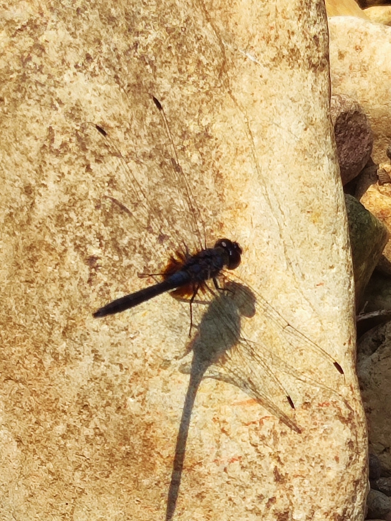 Black Stream Glider