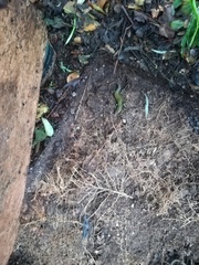 Podarcis muralis nigriventris