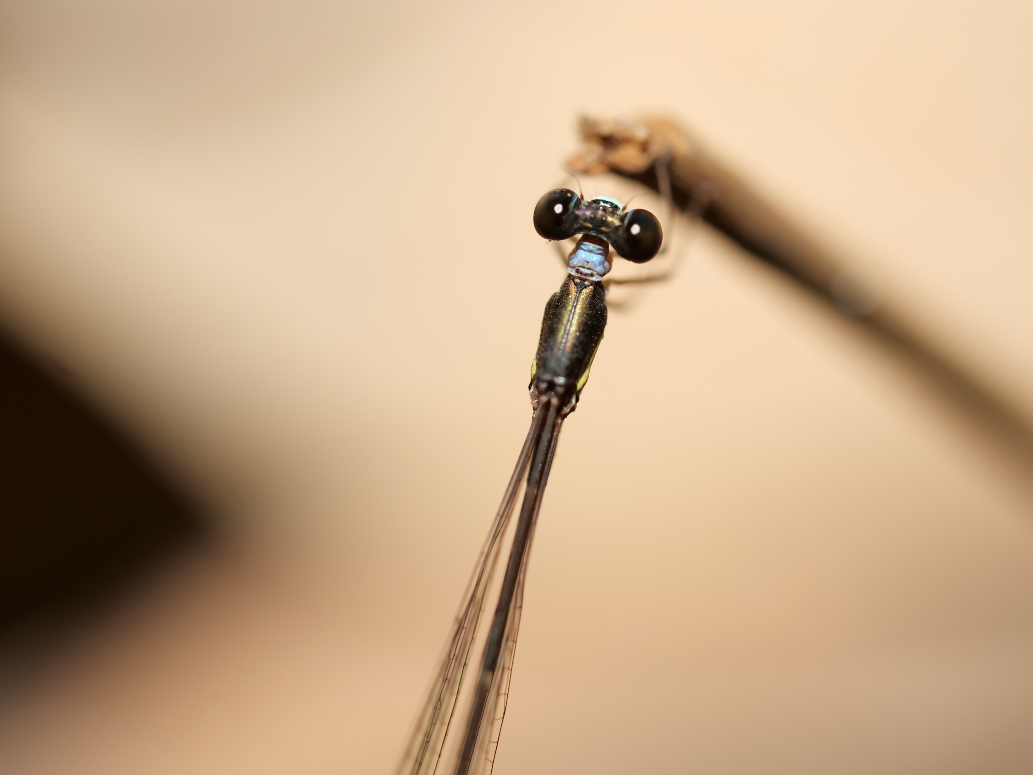 Blue-Necked Shadowdamsel