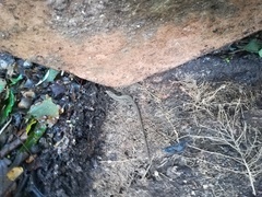 Podarcis muralis nigriventris