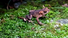 Bufo stejnegeri