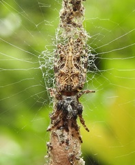 Cyclosa octotuberculata