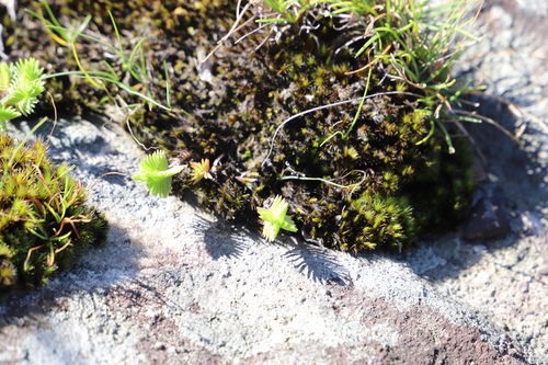 Image of Heath Stonecrop by (c) Suvarna Parbhoo Mohan, some rights reserved (CC BY-SA)
