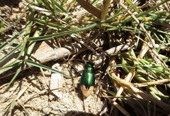 Pseudotetracha australis