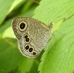 Ypthima argus