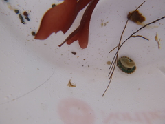 Testudinalia testudinalis