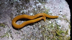 Diversibipalium koreense