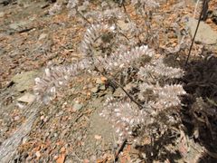 Phacelia heterophylla