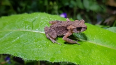 Bufo stejnegeri