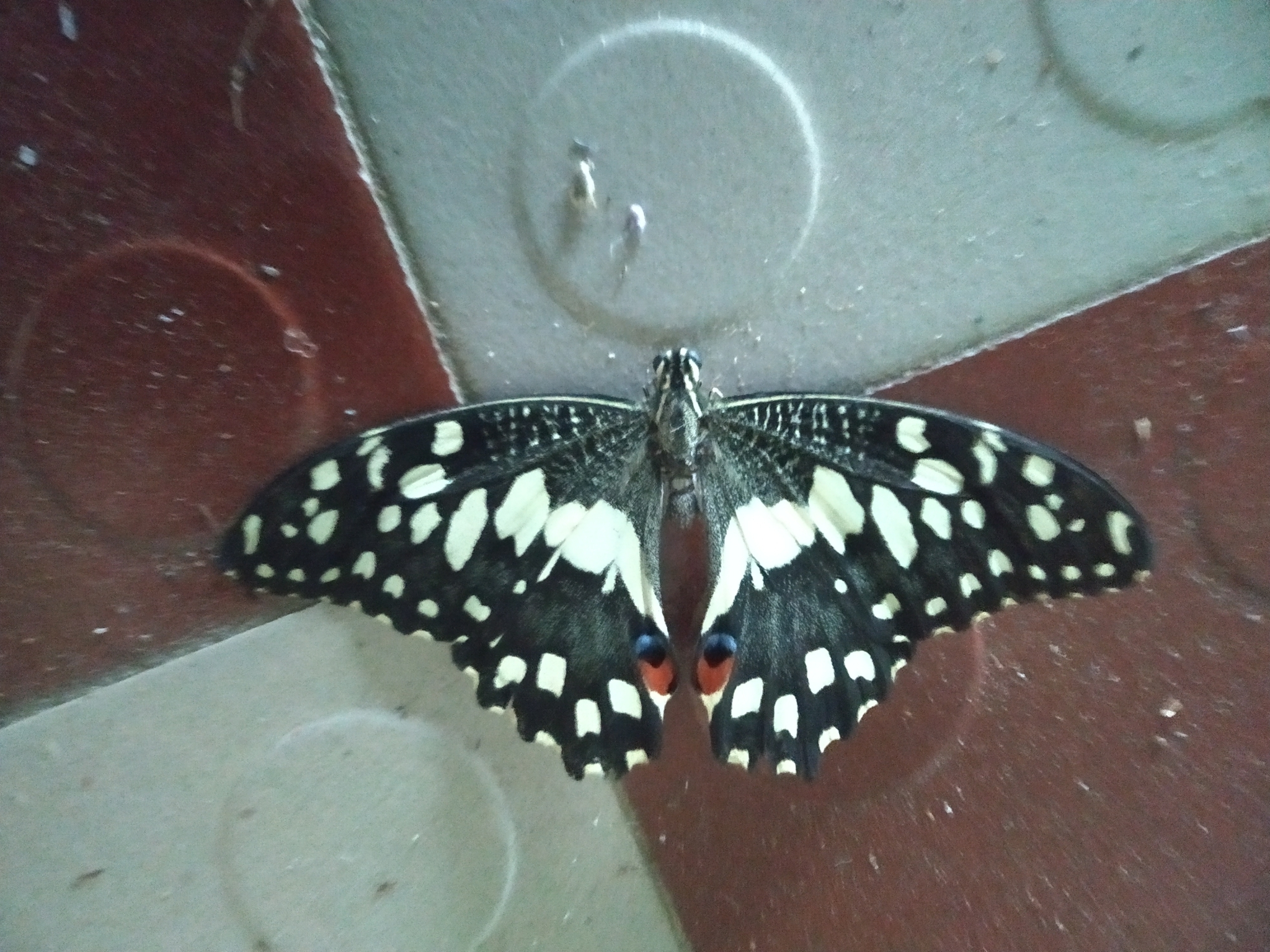 Lime Swallowtail