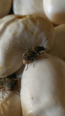 Acanthoscelides obtectus