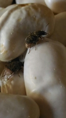 Acanthoscelides obtectus