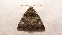 Olivenebula xanthochloris