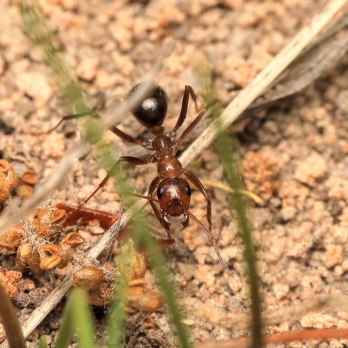 Uncertain Field Ant photo 4