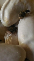 Acanthoscelides obtectus