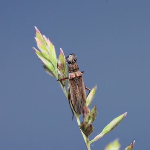 Paromius longulus photo 5