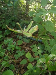 Polygonatum multiflorum