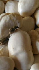 Acanthoscelides obtectus