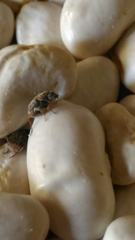 Acanthoscelides obtectus