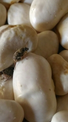 Acanthoscelides obtectus